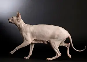 Donskoys: Cat