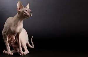 Donskoys: Cat