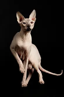 Donskoys: Cat