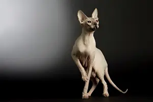 Donskoys: Cat