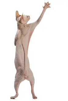Donskoys: Cat