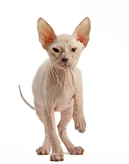 Donskoys: Cat