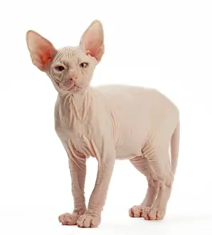 Donskoys: Cat