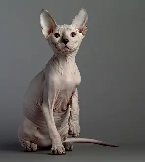 Donskoys: Cat