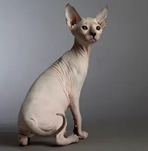 Donskoys: Cat