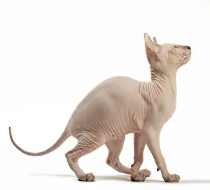Donskoys: Cat