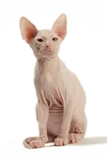 Donskoys: Cat