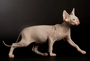 Donskoys: Cat