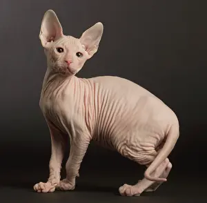 Cocked: Cat