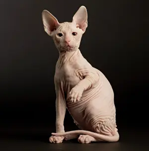 Donskoys: Cat