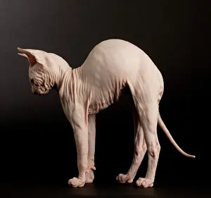 Donskoys: Cat