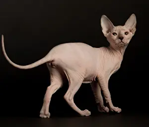 Donskoys: Cat