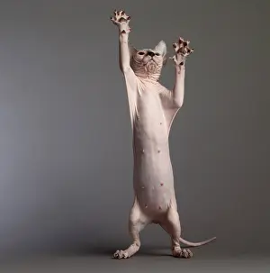 Donskoys: Cat