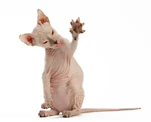 Waving: Cat