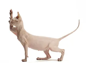 Waving: Cat