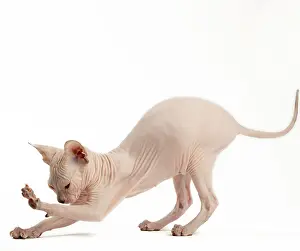 Bowing: Cat