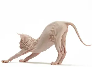 Bending: Cat