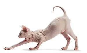 Bowing: Cat