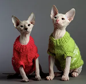 Wooly: Cat