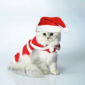 Dressing: Cat Dressed for Christmas in coat and hat