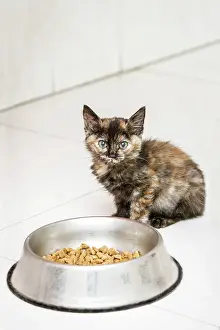 Allariz: Cat with dried catfood in bowl Allariz, Galicia, Spain