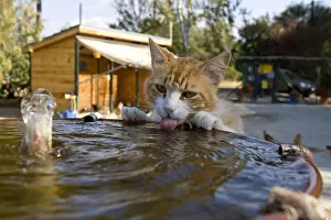 Licked: Cat drinking in a fountain in a sanctuary for cats Cyprus