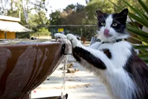 Licked: Cat drinking in a fountain in a sanctuary for cats Cyprus