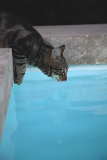 Hung: Cat drinking in a pool