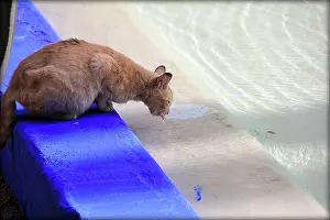 Jardin: Cat drinking from a pool -Jardin Majorelle Marrakech Morocco