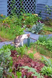Instruments: Cat drinking at a rain gauge in kitchen garden
