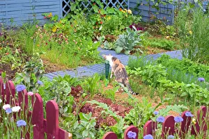 Instruments: Cat drinking at a rain gauge in kitchen garden
