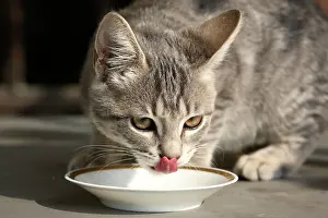 Saucer: Cat - drinking from saucer