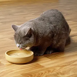 Lapping: Cat - drinking water