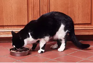 Equipment: CAT - eating from bowl on kitchen floor