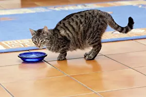 Kitchens: Cat - eating from dish in kitchen