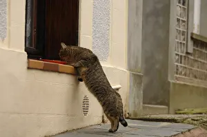 Yport: Cat eating on the edge of a window Yport