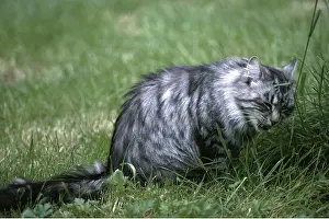 Digestion: CAT - eating grass to aid digestion