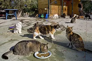 Cans: Cat eating in a sanctuary for cats Cyprus