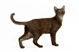 Maus: Cat - Egyptian Mau