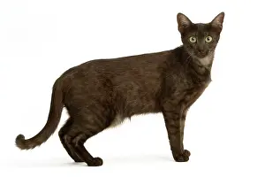 Maus: Cat - Egyptian Mau