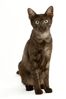 Maus: Cat - Egyptian Mau