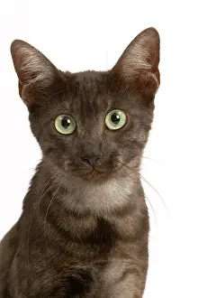 Maus: Cat - Egyptian Mau