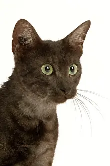 Maus: Cat - Egyptian Mau