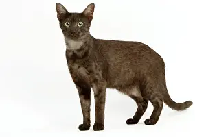Maus: Cat - Egyptian Mau