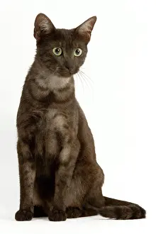 Maus: Cat - Egyptian Mau