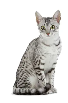 Maus: Cat - Egyptian Mau - black silver spotted in studio