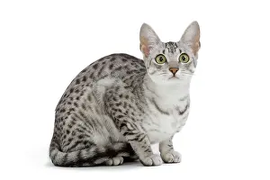 Maus: Cat - Egyptian Mau - black silver spotted in studio