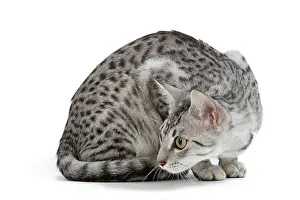 Maus: Cat - Egyptian Mau - black silver spotted in studio
