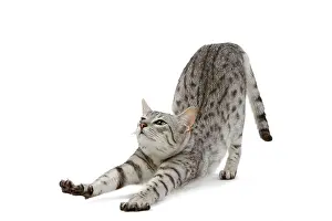 Jean-michel Labat: Cat - Egyptian Mau - black silver spotted in studio
