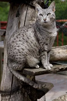 Maus: Cat - Egyptian Mau - in cattery